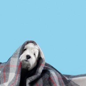 como proteger cachorro do frio